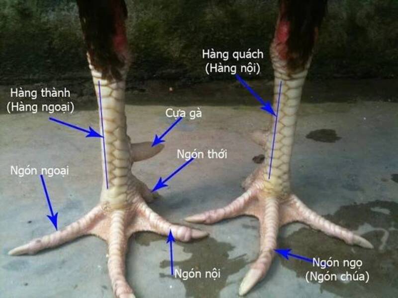 Xem chân gà đá cựa sắt